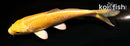 4" YAMABUKI OGON