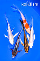 PACK OF (5) 4.5-5" BUTTERFLY KOI