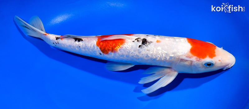 12.5" GINRIN MARUTEN SANKE