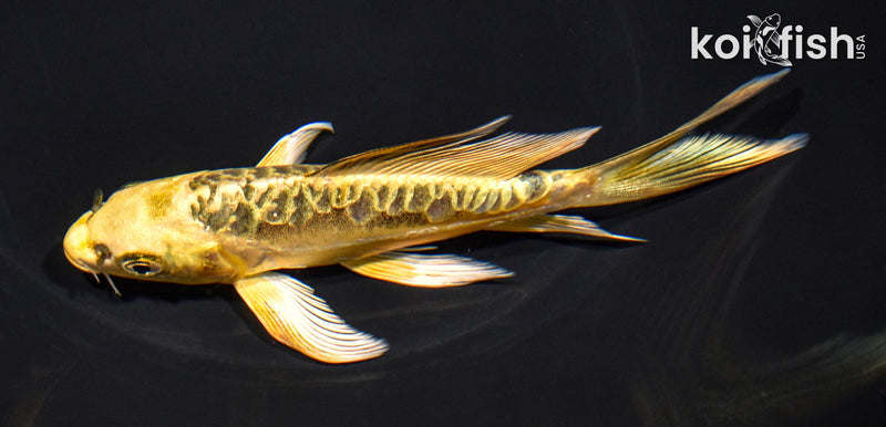 6" ARAGOKE KIN KIKOKURYU BUTTERFLY