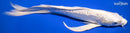10" DOITSU PLATINUM OGON BUTTERFLY