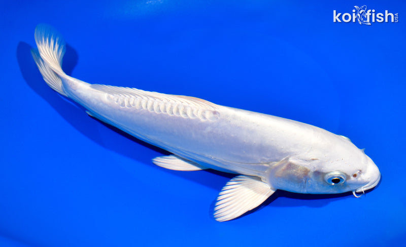 10" DOITSU PLATINUM OGON
