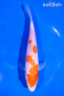 6.5" KOHAKU