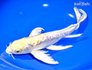 11.25" ARAGOKE LEMON HARIWAKE BUTTERFLY