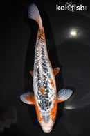 11.75" GINRIN ARAGOKE SHUSUI