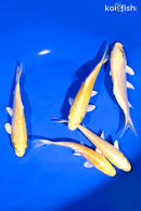 PACK OF (5) 5-6" STANDARD KOI