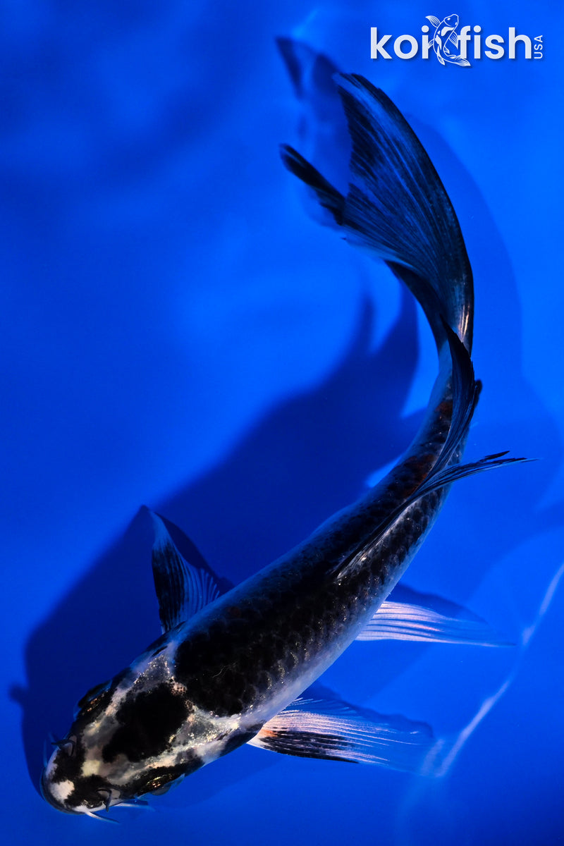 5" BENI GINGA BUTTERFLY