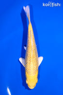 6.25" GINRIN YAMABUKI OGON