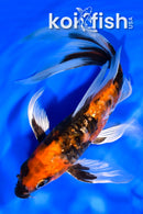 7.25" GINRIN ARAGOKE HI SHOWA BUTTERFLY