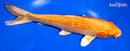 9.5" GINRIN ORENJI OGON