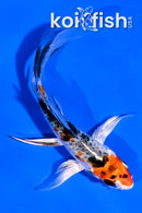 4.5" HEISEI NISHIKI BUTTERFLY