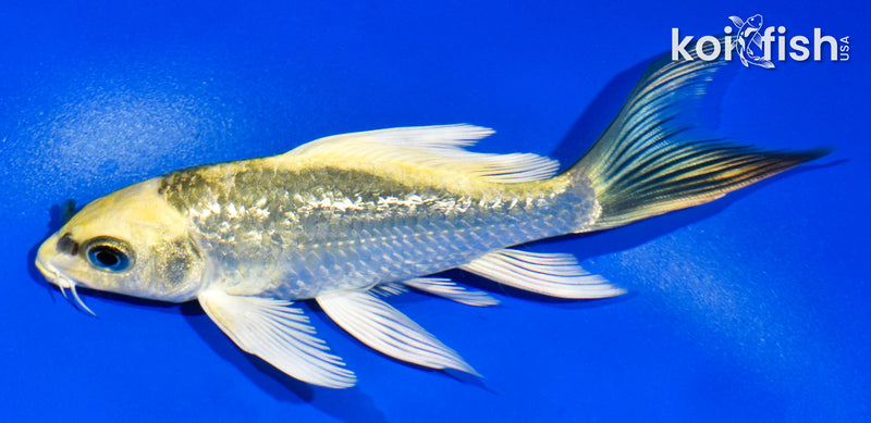 5" GINRIN KI MATSUBA BUTTERFLY