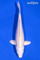 6.25" PLATINUM OGON