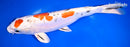 11.75" MARUTEN HEISEI NISHIKI