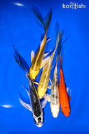 PACK OF (5) 4.5-6" BUTTERFLY KOI