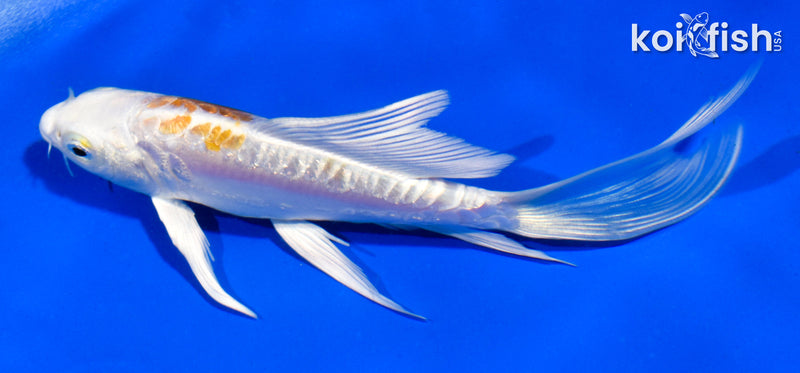 5" GINRIN LEMON HARIWAKE BUTTERFLY