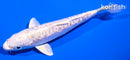 5.5" DOITSU PLATINUM OGON