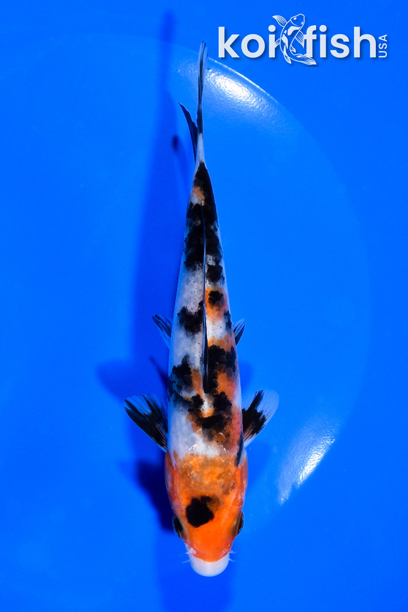 5.25" SANKE