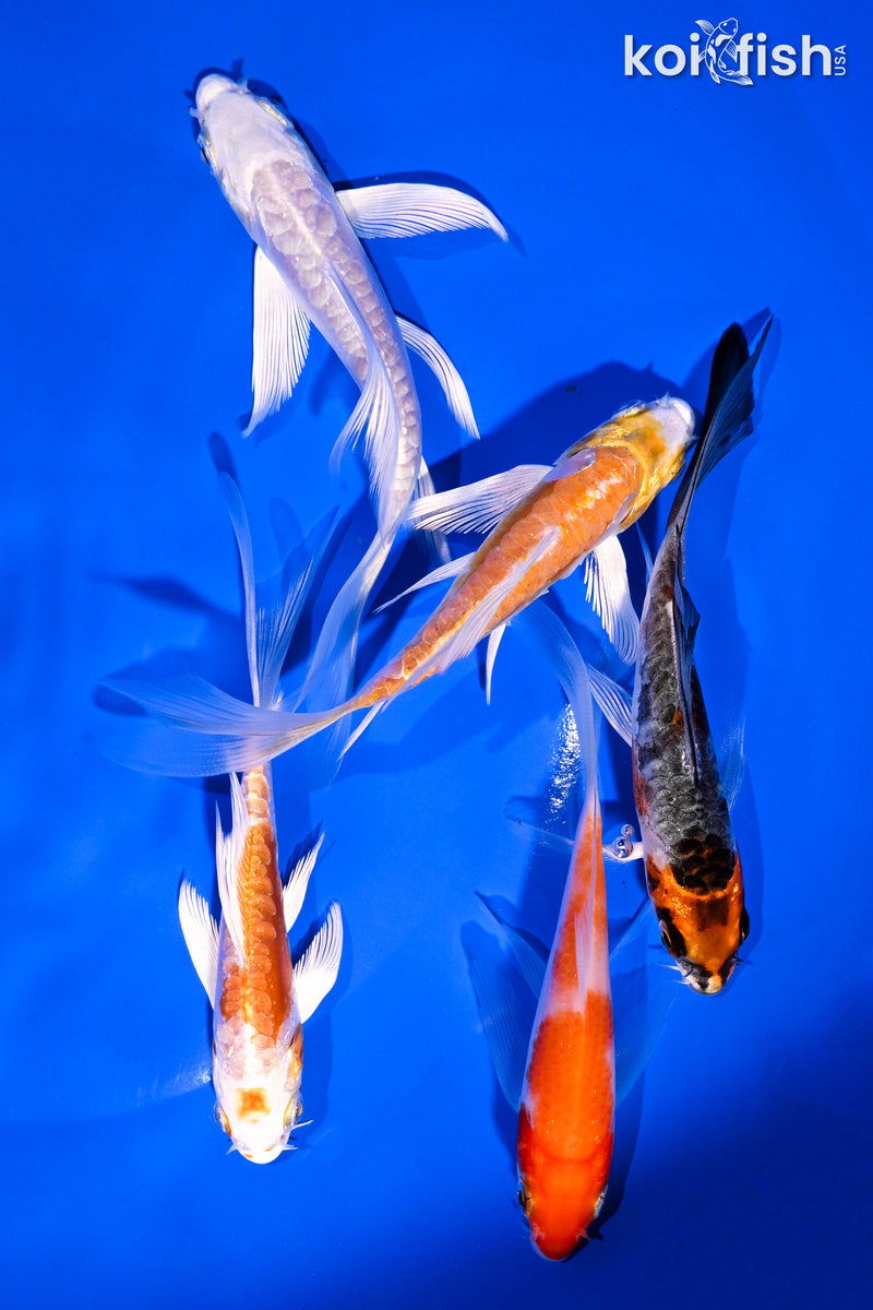 PACK OF (5) 4-5.5" BUTTERFLY KOI