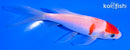 5.25" MARUTEN KOHAKU BUTTERFLY