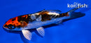 4.5" BENI KIKOKURYU