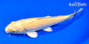 7.75" YAMABUKI OGON
