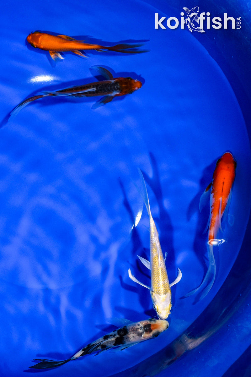 PACK OF (5) 3-4" BUTTERFLY KOI