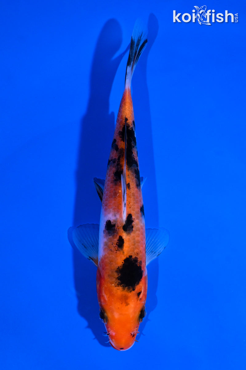 5.5" SANKE
