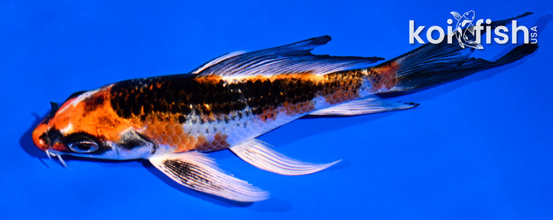 5.5" GINRIN KUJAKU BUTTERFLY