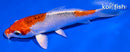 5.5" KUJAKU