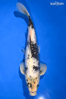 12.75" GINRIN SHIRO UTSURI