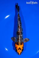 7" GINRIN BENI GINGA