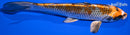 7.25" BENI GINGA