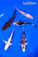 PACK OF (5) 4.5-5" STANDARD KOI