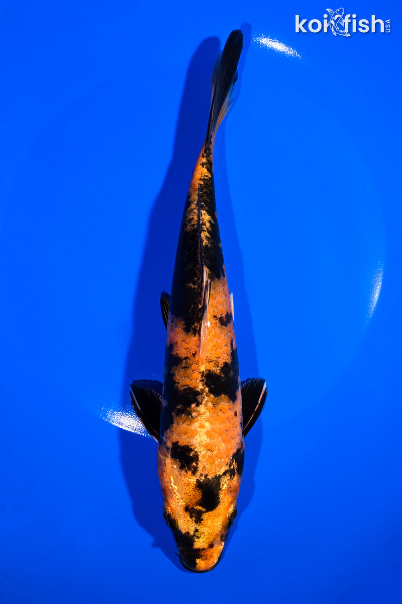 7.75" HI UTSURI