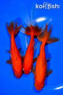 PACK OF (3) 5-6" WAKIN GOLDFISH