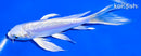 5.75" DOITSU PLATINUM OGON BUTTERFLY