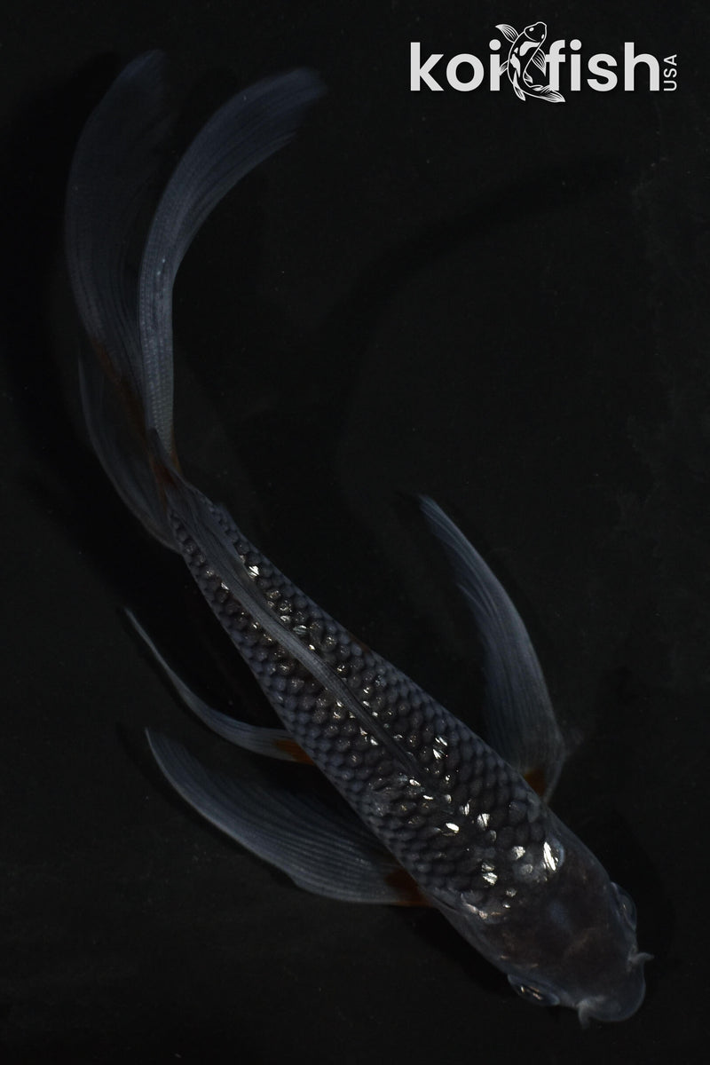 5.5" GINRIN OCHIBA SHIGURE BUTTERFLY