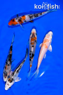 PACK OF (5) 4.5-4.75" STANDARD KOI
