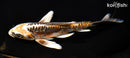 7.25" ARAGOKE BENI KIKOKURYU BUTTERFLY