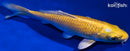 6" YAMABUKI OGON