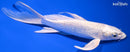 8.5" PLATINUM OGON BUTTERFLY