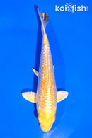 5.5" GINRIN YAMABUKI OGON