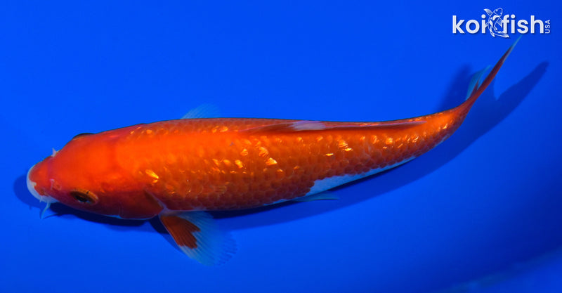 6" GINRIN KOHAKU