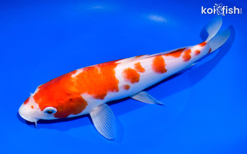 10" KOHAKU