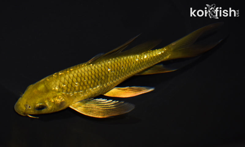 6" GINRIN CHAGOI BUTTERFLY