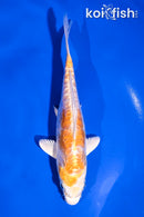 5" DOITSU HARIWAKE