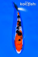 6" SANKE