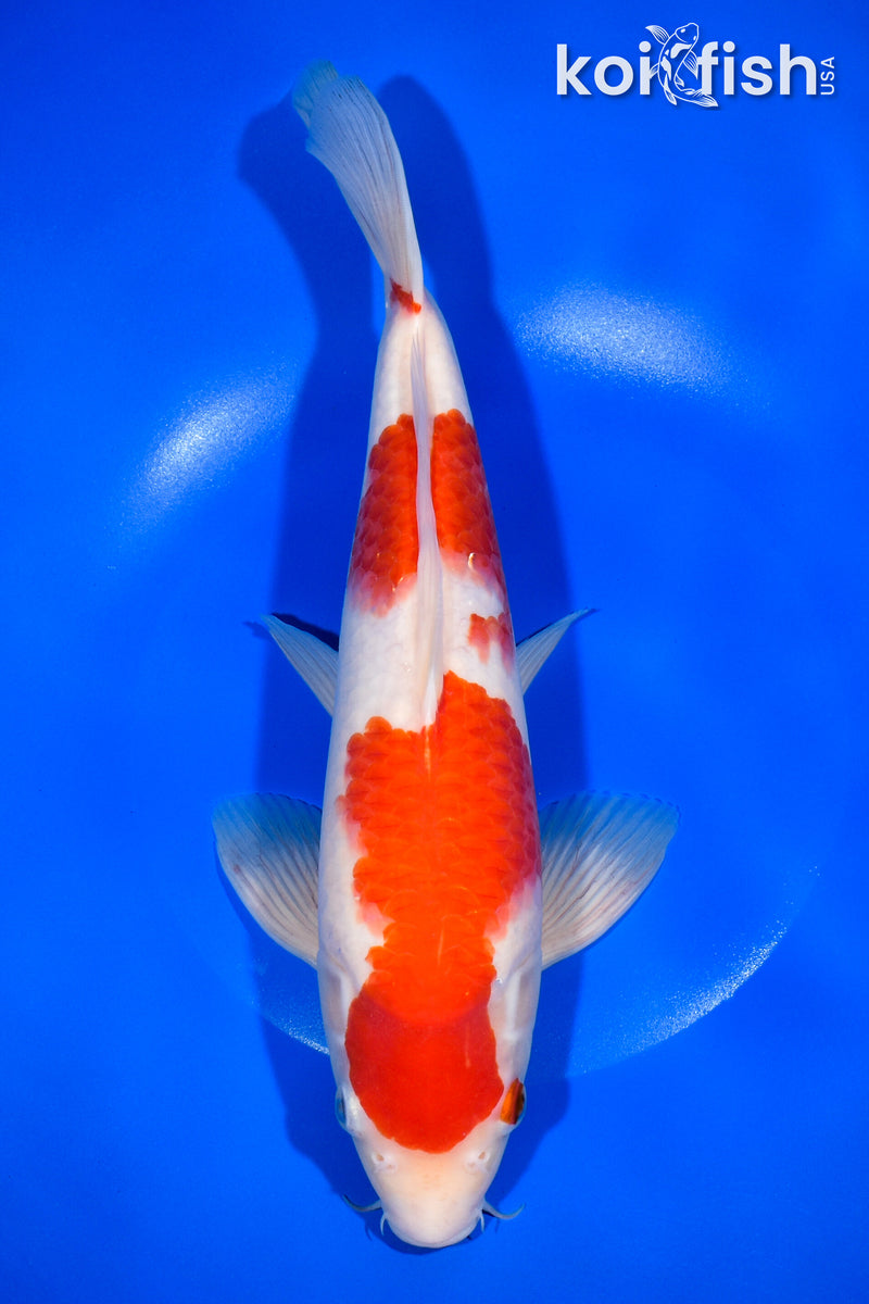 11.25" KOHAKU