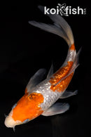 8.25" GINRIN OCHIBA SHIGURE BUTTERFLY